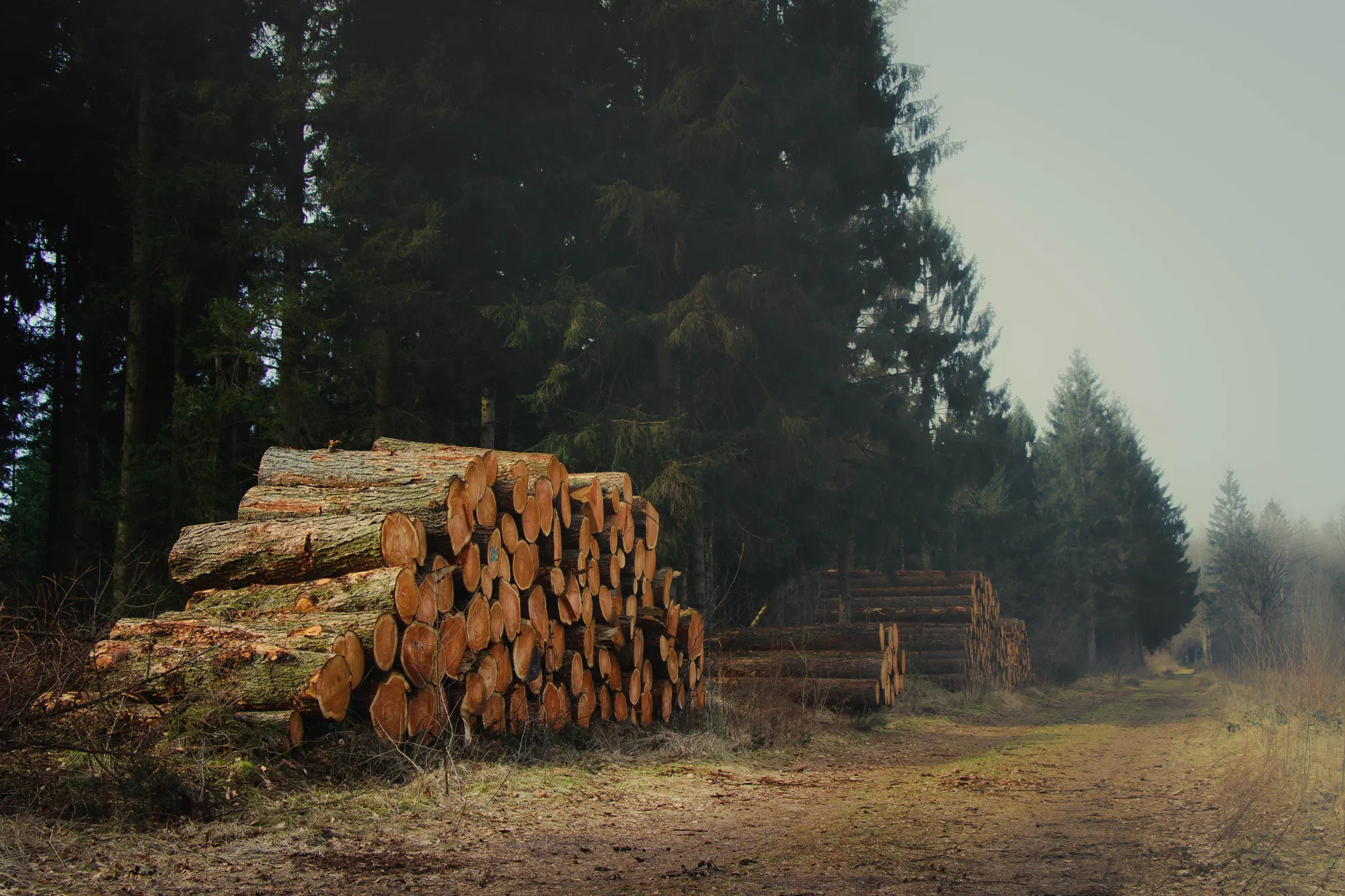 Frisch geschlagene Baumstaemme am Rand eines Waldes als Sinnbild fuer Wald als Geldanlage