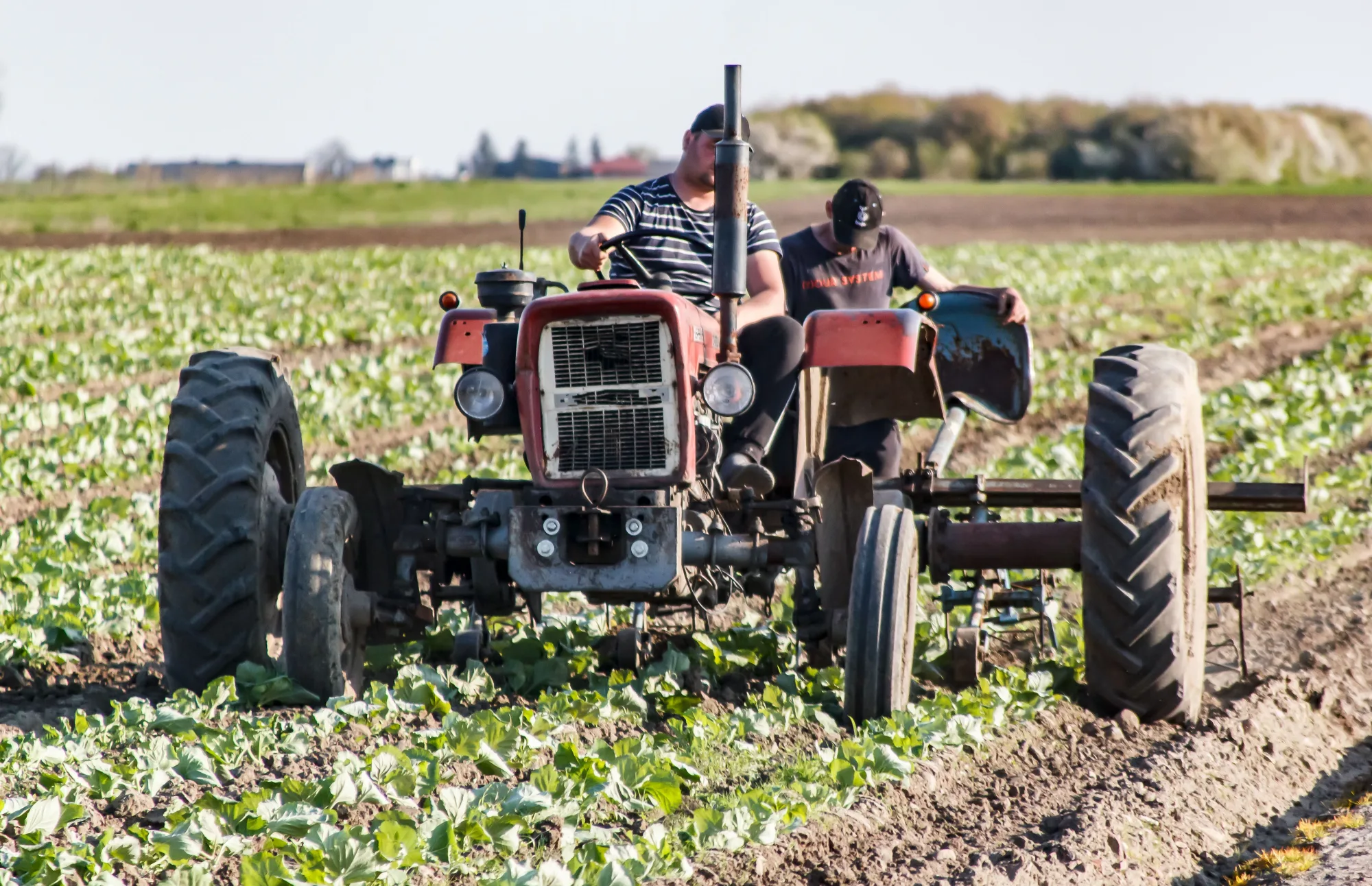 Zwei Landwirte arbeiten mit einem Traktor auf einem Gemüsefeld