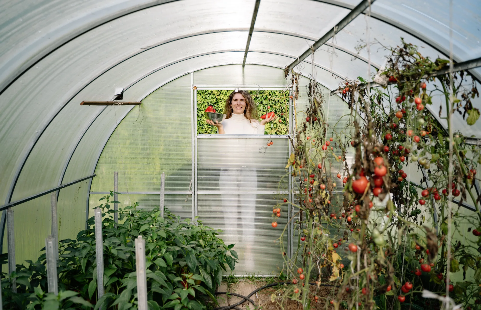 Eine Gärtnerin hält frische Tomaten am Eingang eines Gewächshauses.