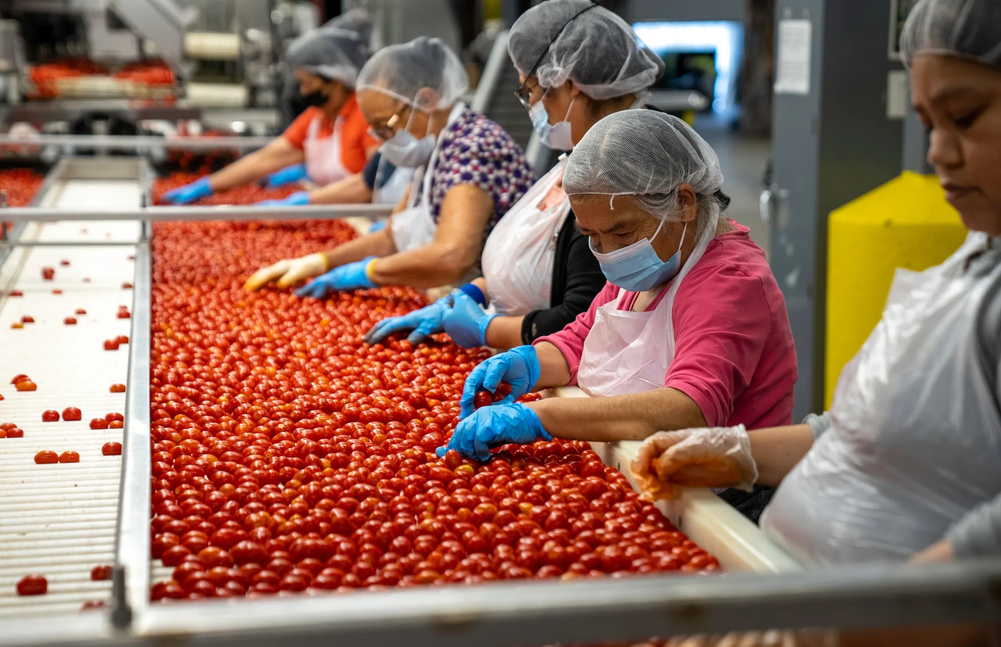 Mitarbeiterinnen sortieren Tomaten an einem Förderband in einer Lebensmittelproduktion