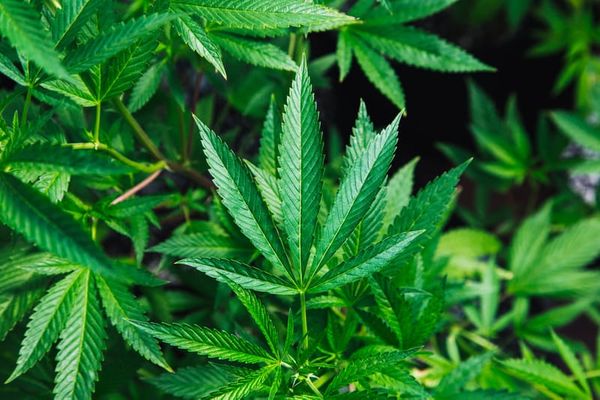 Cannabis ETF: Investieren in eine wachsende Branche